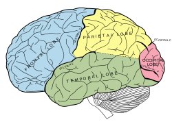 Brain Illusion Brain Illusion
