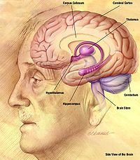 Brain of gentleman side view